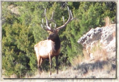 An elk at the Bugle Canyon Ranch in Nebraska