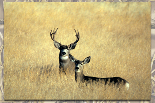 deer