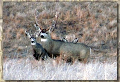 Mule deer at Bugle Canyon Ranch in Western Nebraska