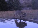 Trail-Cam photo of a racoon at Bugle Canyon Ranch