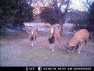 Trail-Cam photo of Sheep at Bugle Canyon Ranch
