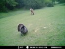 Trail-Cam photo of turkey1 at Bugle Canyon Ranch